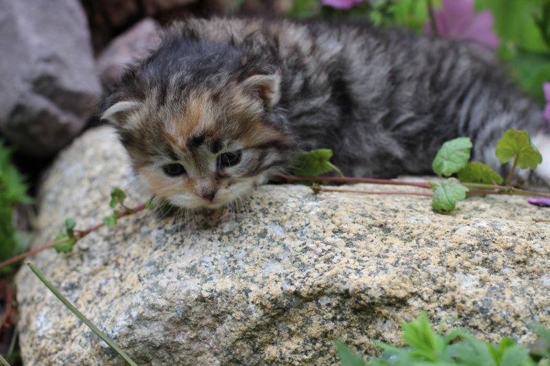 kittentorbiewhitegirl3weeks23.jpg