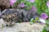 kittentorbiewhitegirl3weeks24_small.jpg