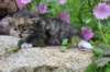 kittentorbiewhitegirl3weeks25_small.jpg