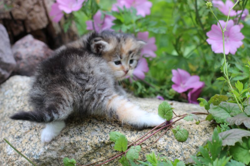 kittentorbiewhitegirl3weeks27.jpg