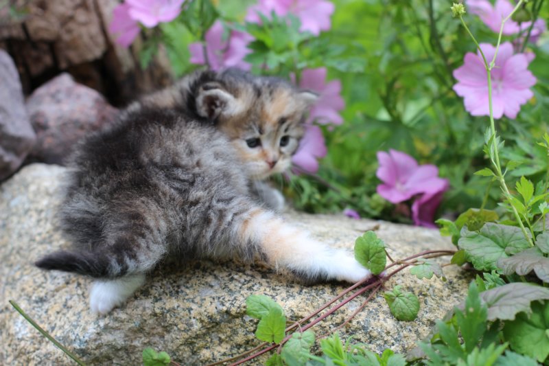 kittentorbiewhitegirl3weeks28.jpg