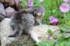 kittentorbiewhitegirl3weeks29_small.jpg