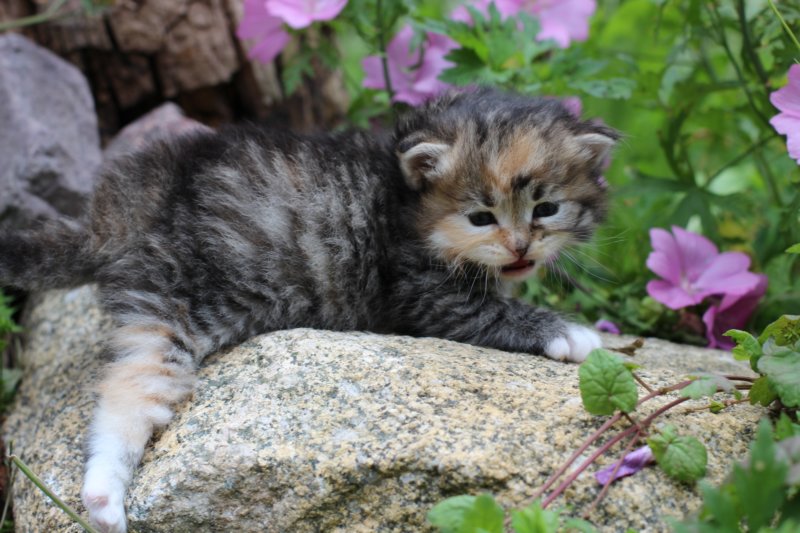 kittentorbiewhitegirl3weeks32.jpg