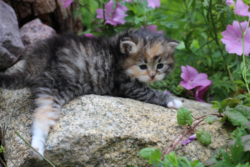 kittentorbiewhitegirl3weeks34.jpg
