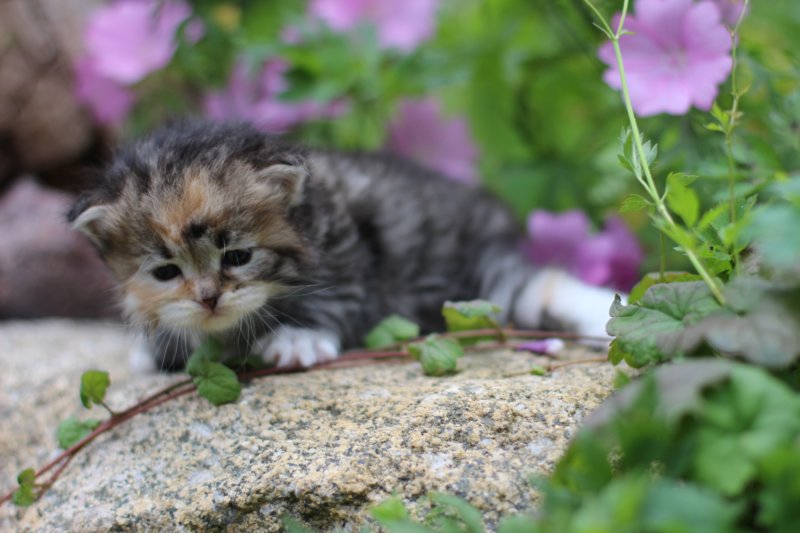 kittentorbiewhitegirl3weeks6.jpg