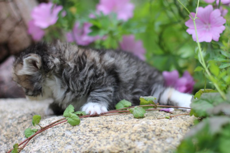 kittentorbiewhitegirl3weeks9.jpg
