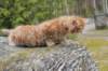 zehaviot8viikkoa304202513_small.jpg