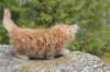 zehaviot8viikkoa304202517_small.jpg
