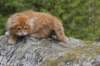zehaviot8viikkoa304202530_small.jpg