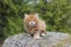 zehaviot8viikkoa304202531_small.jpg