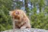 zehaviot8viikkoa304202541_small.jpg