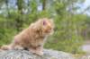 zehaviot8viikkoa30420254_small.jpg