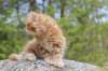 zehaviot8viikkoa30420259_small.jpg