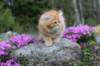 zehavit11viikkoa215202552_small.jpg