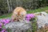 zehavit11viikkoa215202557_small.jpg
