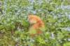zehavit12viikkoa295202548_small.jpg