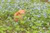 zehavit12viikkoa295202550_small.jpg