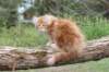 ziv11viikkoa215202523_small.jpg