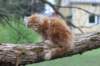 ziv11viikkoa215202524_small.jpg