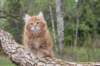 ziv11viikkoa215202553_small.jpg