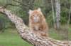 ziv11viikkoa215202556_small.jpg