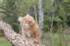 ziv11viikkoa215202559_small.jpg