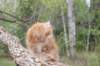 ziv11viikkoa215202562_small.jpg