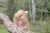 ziv11viikkoa215202563_small.jpg
