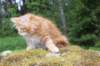 ziv12viikkoa295202524_small.jpg