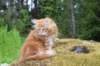 ziv12viikkoa295202548_small.jpg