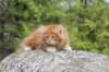 zivsibdy228viikkoa304202510_small.jpg