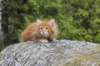 zivsibdy228viikkoa304202512_small.jpg