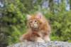zivsibdy228viikkoa304202515_small.jpg