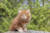 zivsibdy228viikkoa304202517_small.jpg