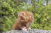 zivsibdy228viikkoa304202518_small.jpg