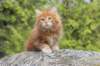 zivsibdy228viikkoa304202519_small.jpg