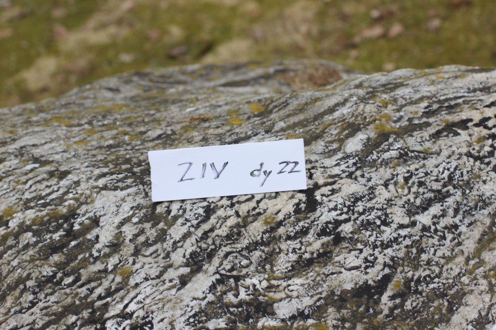 zivsibdy228viikkoa304202523.jpg