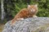 zivsibdy228viikkoa30420254_small.jpg