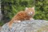 zivsibdy228viikkoa30420255_small.jpg
