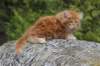 zivsibdy228viikkoa30420257_small.jpg