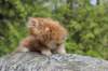 zivsibdy228viikkoa30420258_small.jpg