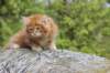 zivsibdy228viikkoa30420259_small.jpg