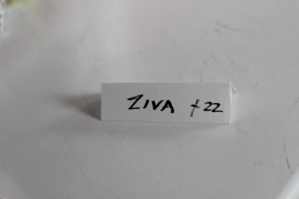 ziva11viikkoa21520251.jpg
