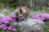 ziva11viikkoa215202514_small.jpg