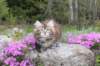 ziva11viikkoa215202515_small.jpg