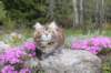 ziva11viikkoa215202516_small.jpg