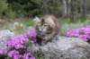 ziva11viikkoa215202517_small.jpg