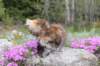ziva11viikkoa215202518_small.jpg