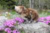 ziva11viikkoa215202525_small.jpg