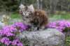 ziva11viikkoa215202526_small.jpg